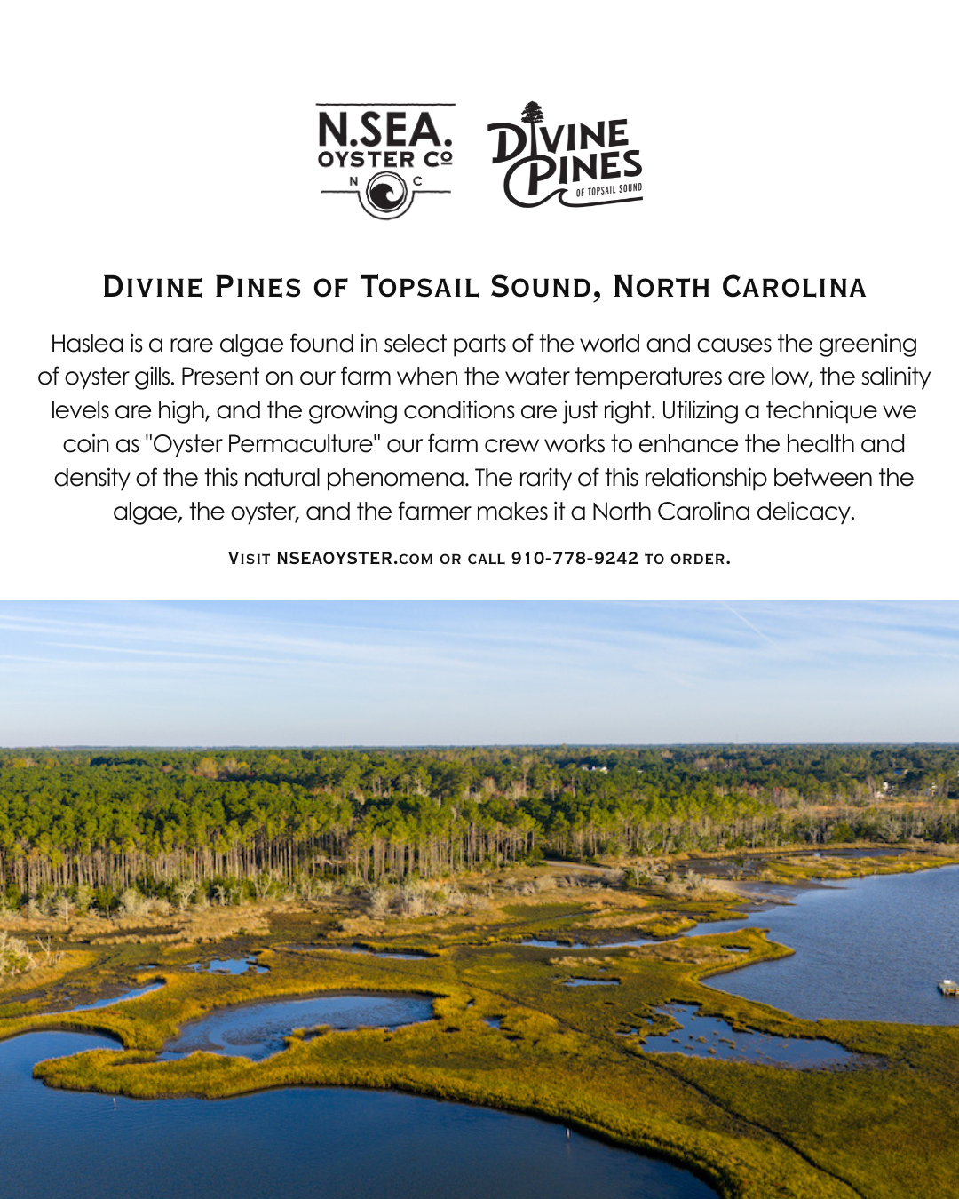 Divine Pines of Topsail Sound