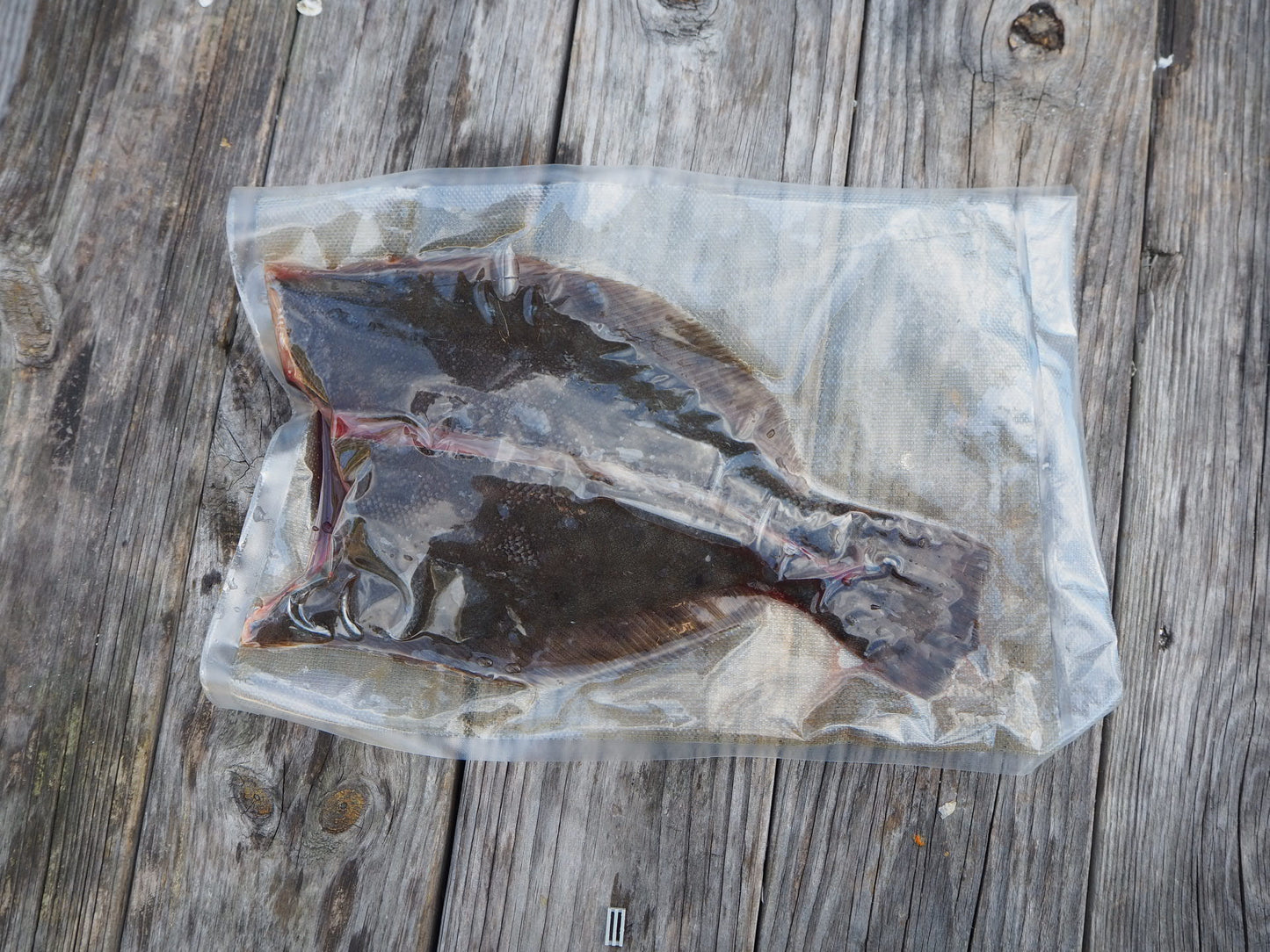 Whole Local Flounder