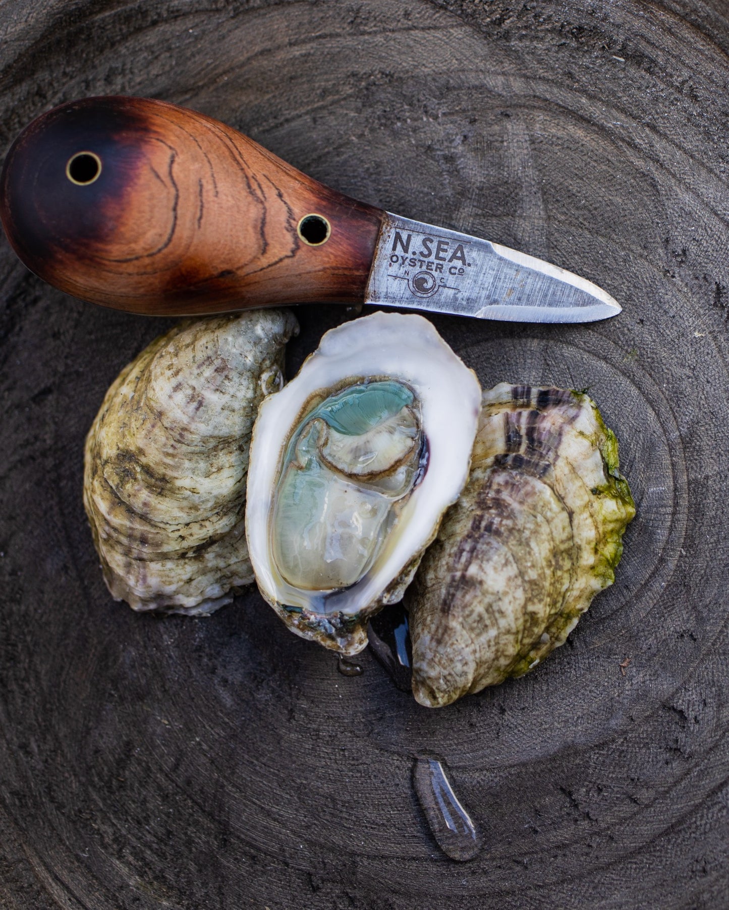 Divine Pines of Topsail Sound